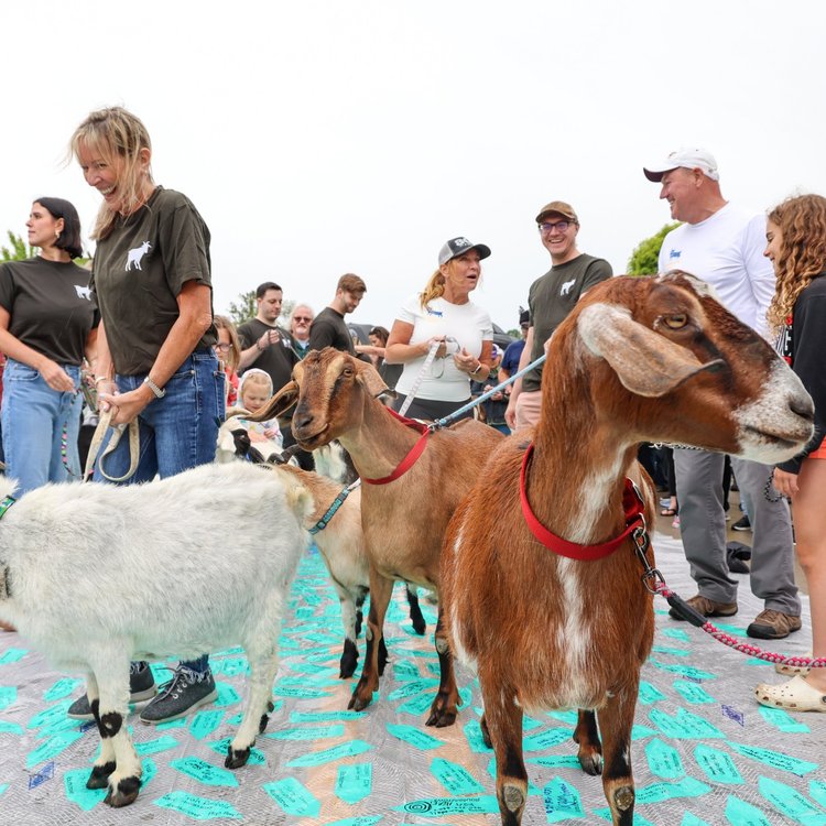 Goats at the Annual Roofing of the Goats Parade and Festival