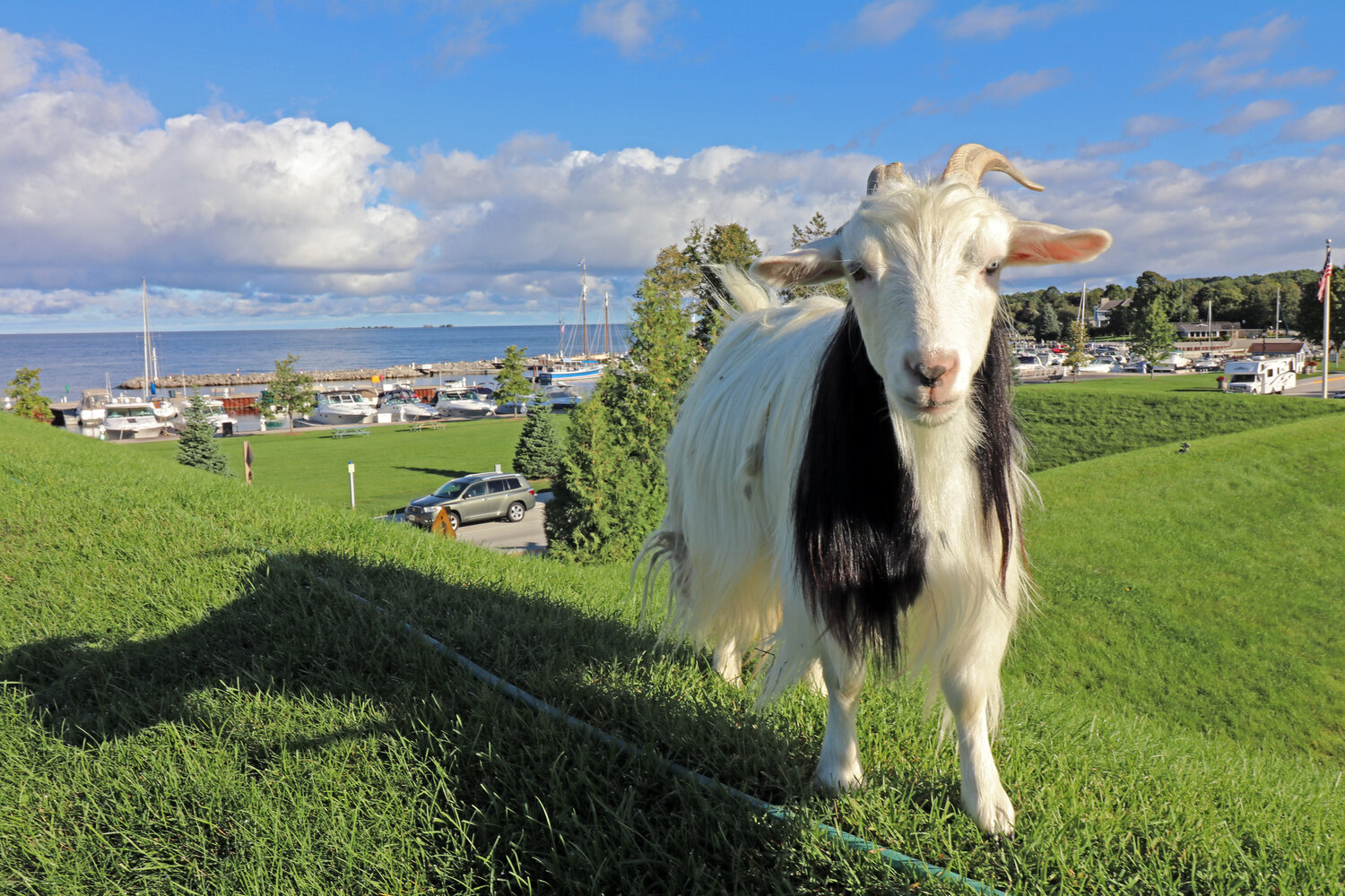 Goat at the Annual Roofing of the Goats Parade and Festival