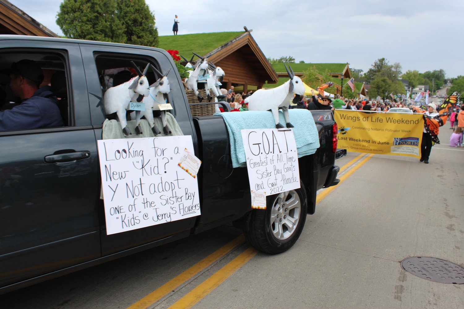 Goats in a truck at the Annual Roofing of the Goats Parade and Festival
