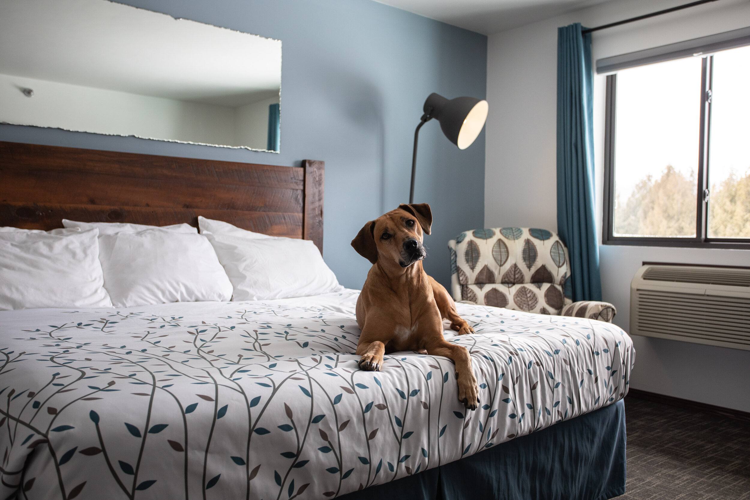 dog on bed at Open Hearth Lodge