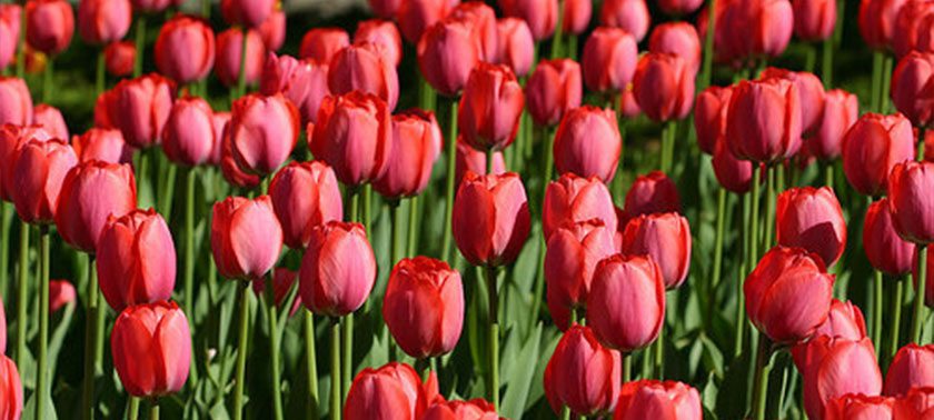 Red tulips from Jerry's Flowers in Sister Bay