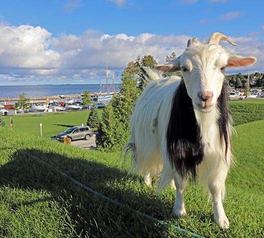 goats in the Annual Roofing of the Goats Parade and Festival