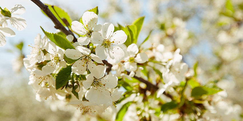 SisterBay-Website-Seasonal-Spring1-850x425_041025 closeup of a white cherry blossom tree in Door County