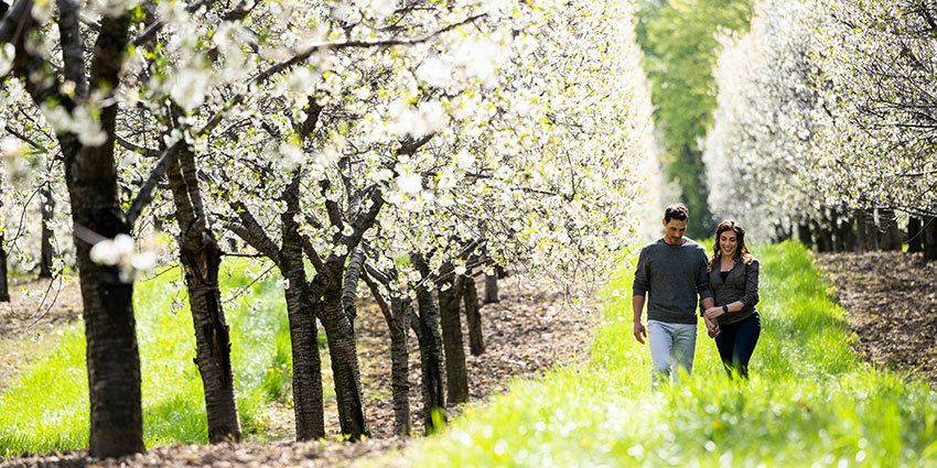 SisterBay-Website-Seasonal-Spring2-850x425_041025 Man and woman walking together in a Cherry Blossom Orchard in Sister Bay