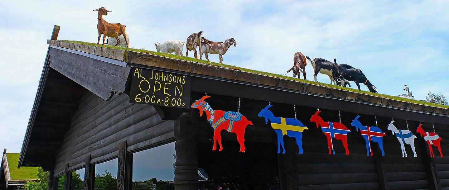 Goats on the roof at Al Johnson's