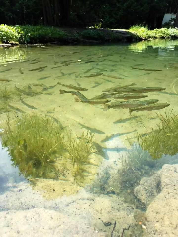 Fish in freshwater