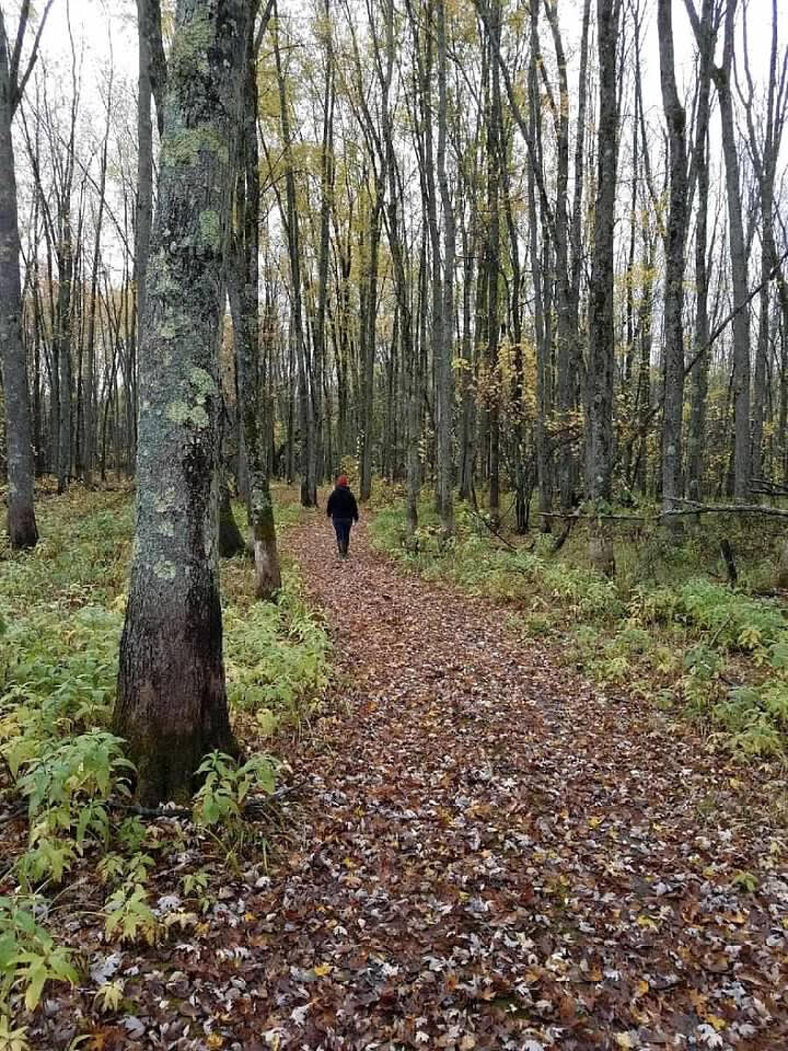 Trail through the woods